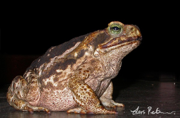 Cururu Toad (Rococo toad)